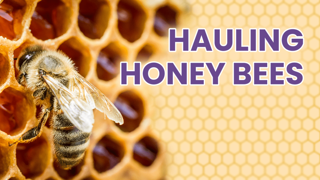 Beehives strapped to a flatbed trailer — how to haul bees safely